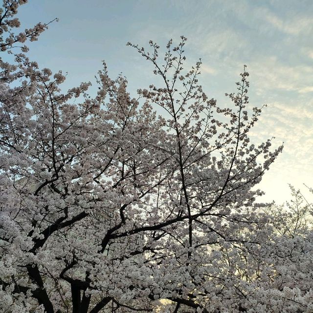 Very Beautiful Cheery Blossoms Park