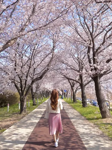 부산 최고의 벚꽃 명소🌸🌸🌸