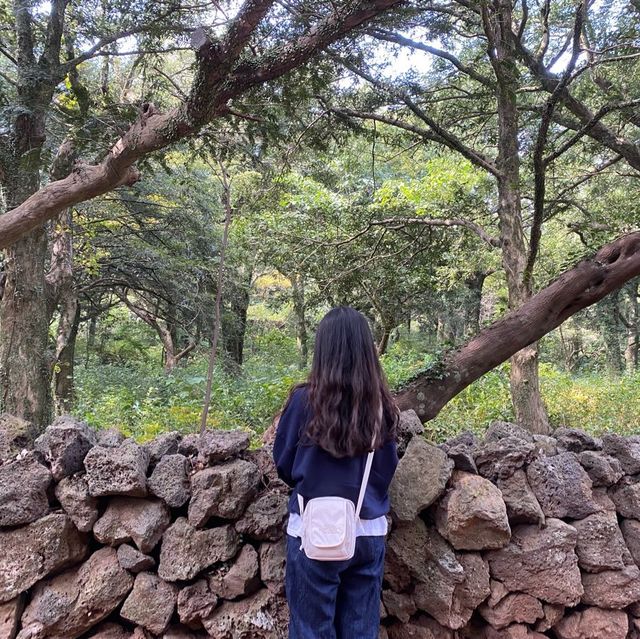 천연기념물 천년의 숲 “비자림”