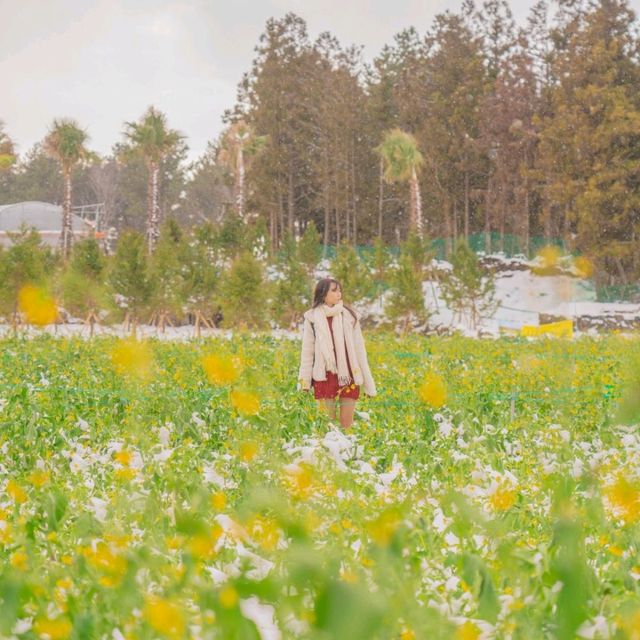 🌺눈과 동백의 아름다운 조화 [제주, 휴애리]