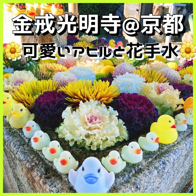 【京都】誰が置いたかアヒルさんの花手水🐤