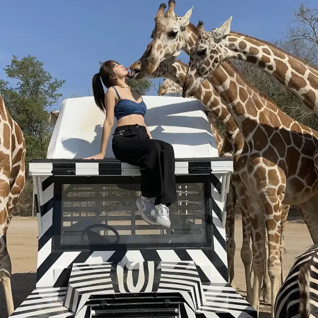 泰國北碧府🇹🇭safari park 長頸鹿動物園