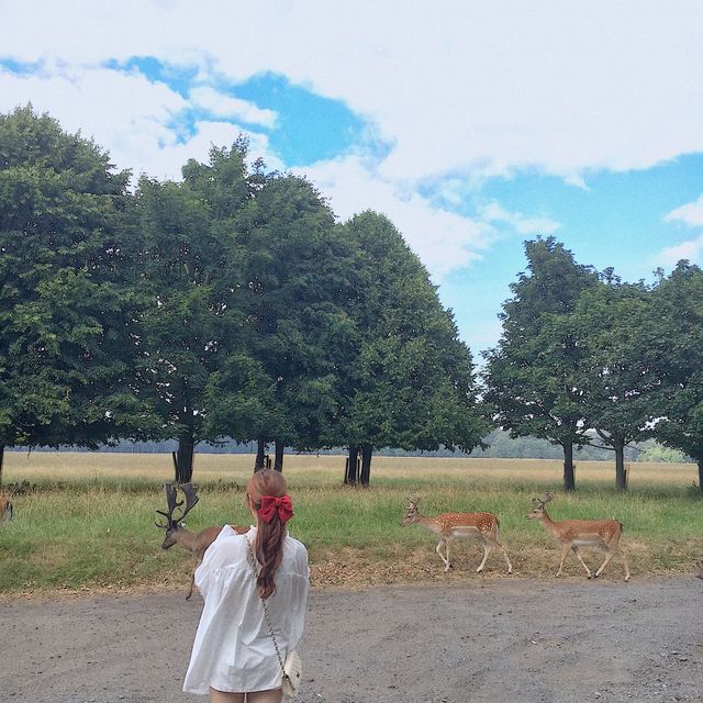 도심에서 사슴을 볼 수 있다고?! 🦌 