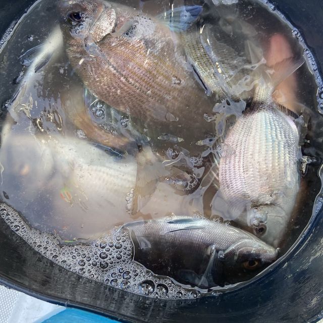 Fishing in Cascais Portugal 🇵🇹 