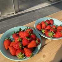 千葉県木更津市で絶品いちご狩り🍓