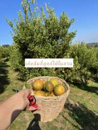 My Garden - Chiang Mai สวนส้มที่เก็บส้มกี่ลูกก็ได้