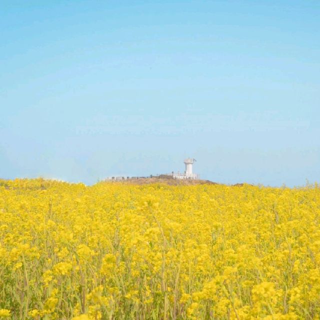 🌼황홀한 노란빛이 일렁이는 [섭지코지]