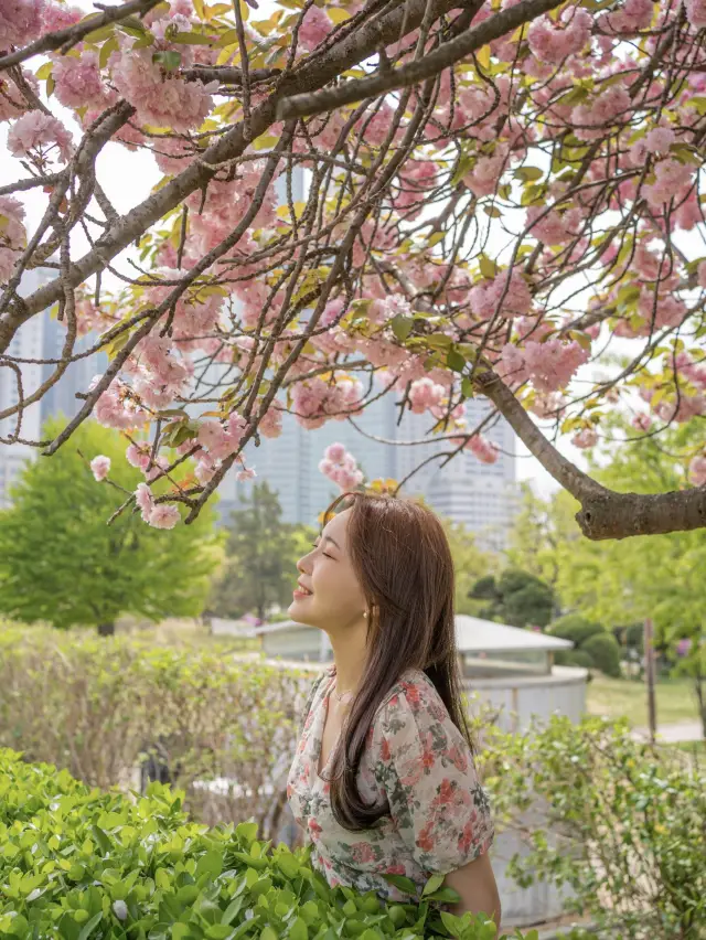 서울 겹벚꽃 포함 봄 꽃구경 명소 보라매공원 