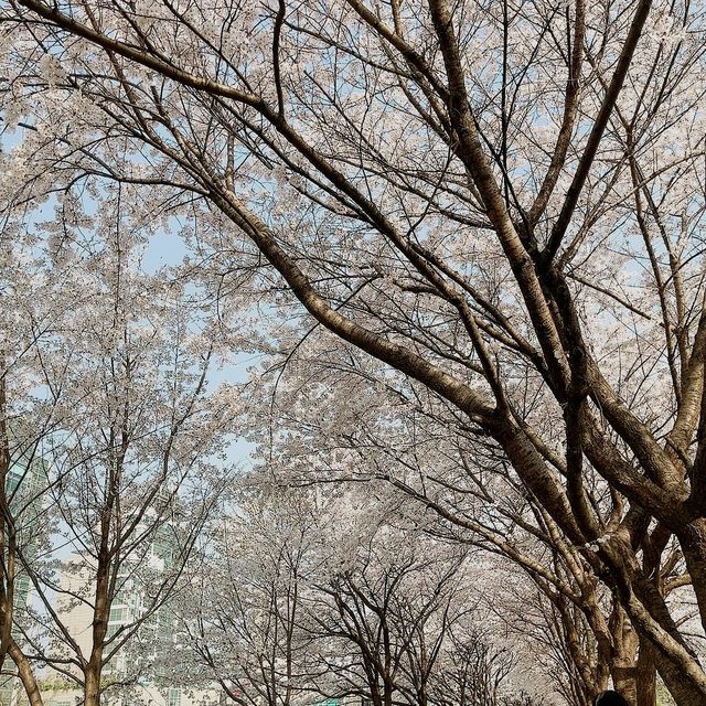 [서울여행] 꽃, 반려견과 함께 걸을수 있는, 올림픽공원
