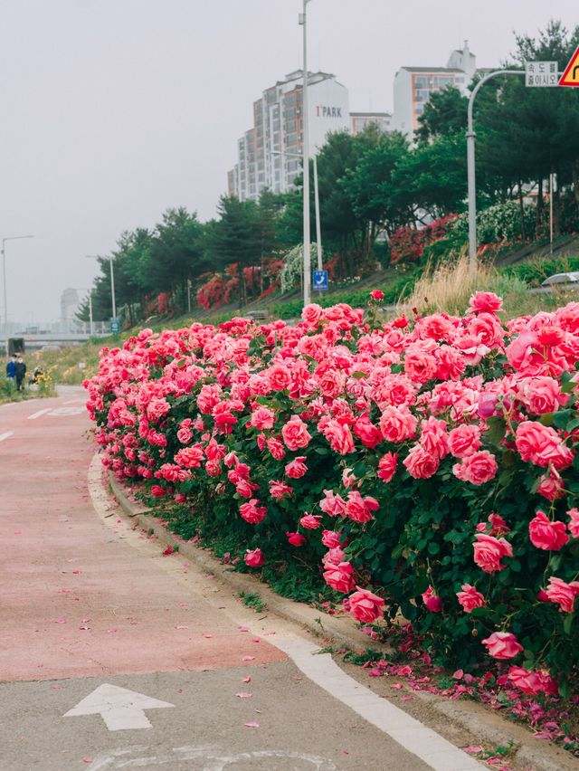 서울 장미명소🌹