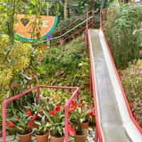 Underrated Rose Garden in Cameron Highland