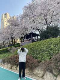 벚꽃하면 ? 온천천 🌸
