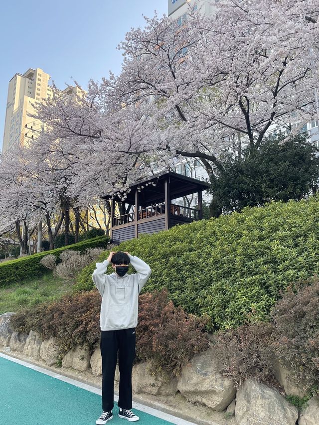 벚꽃하면 ? 온천천 🌸