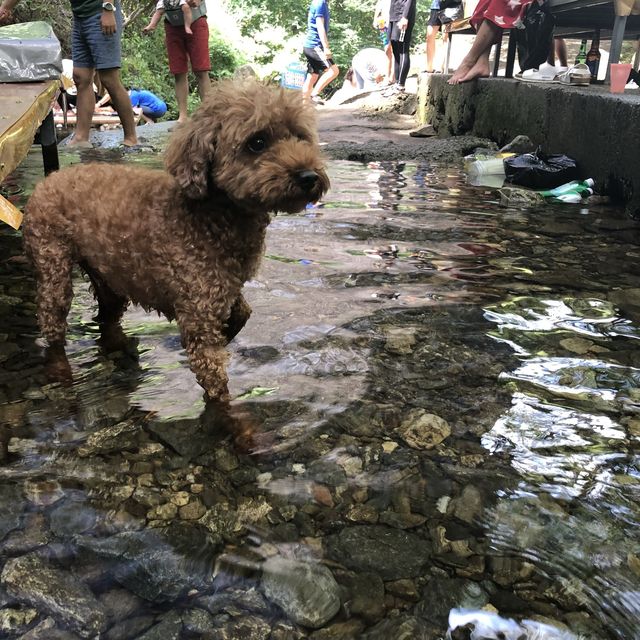 애견 동반 가능한 계곡 평상 백숙집 🐶