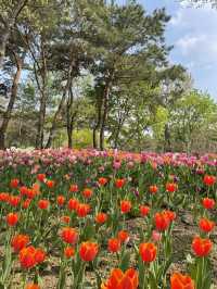 서울 튤립 명소🌷서울숲💖