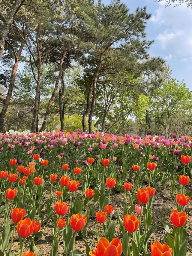 서울 튤립 명소🌷서울숲💖