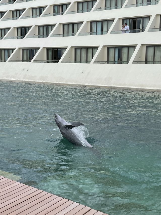 하얏트 지바 칸쿤 호텔인 돌고래가 살아요🐬