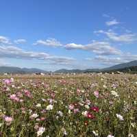 【奈良県】古都奈良のコスモス畑へ