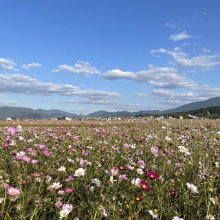 [Nara Prefecture] Visit the cosmos fields of the ancient city of Nara
