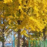 Gingko Tree