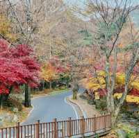 비슬산 가을풍경 11월초 단풍절정