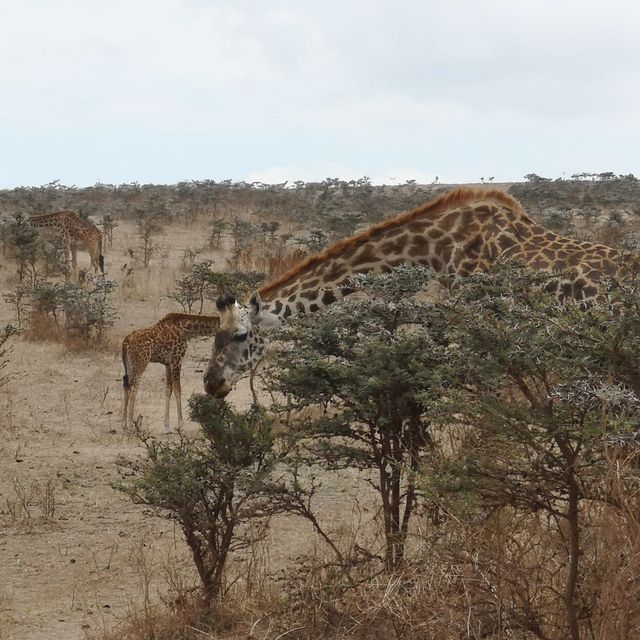 A most SPECTACULAR photo Safari in Tanzania 