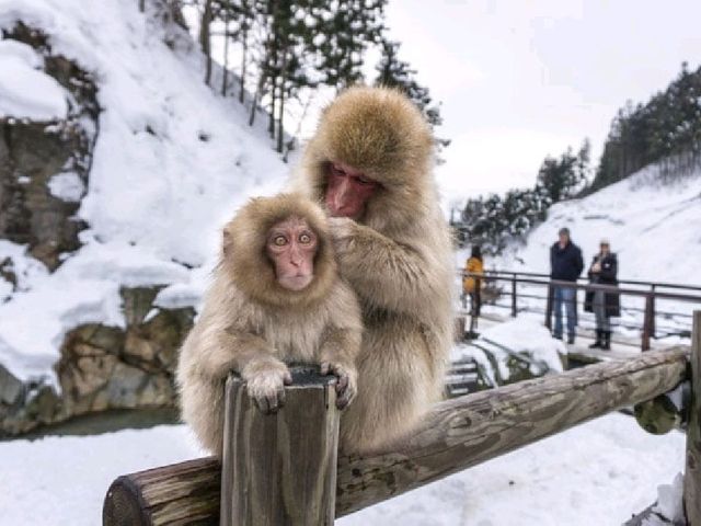 Snow Monkey Park