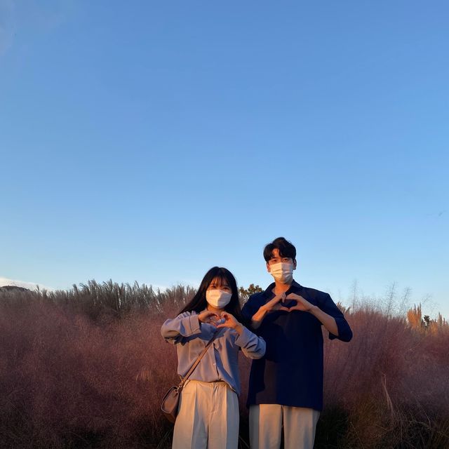 [제주도 핑크뮬리 맛집] 카멜리아 힐🌷