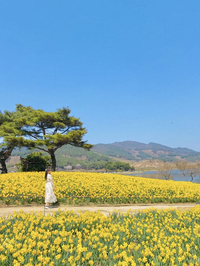 한국의 스위스🌿노랑노랑 수선화와 호수를 한번에 볼 수 있는 곳!