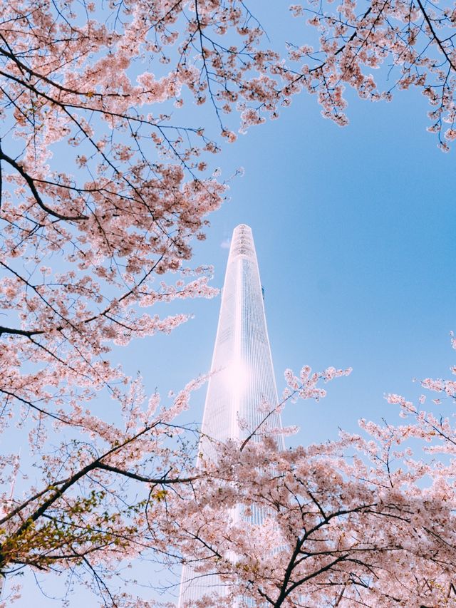 벚꽃명소 석촌호수🌸