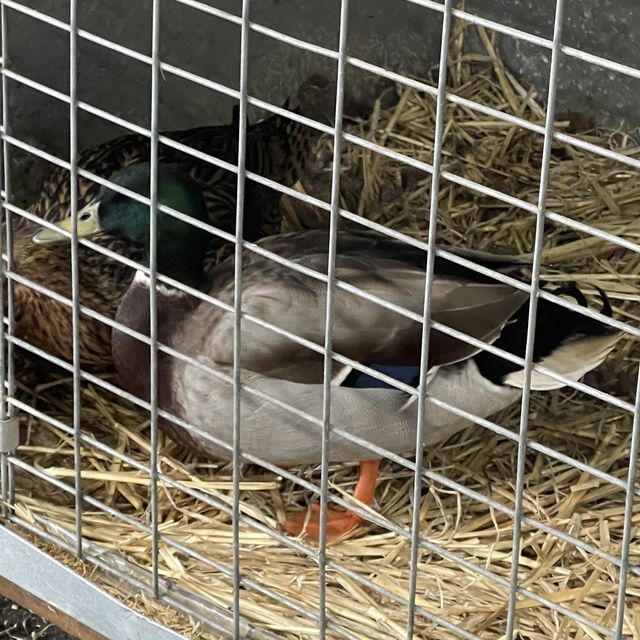 Melbourne Royal Show 