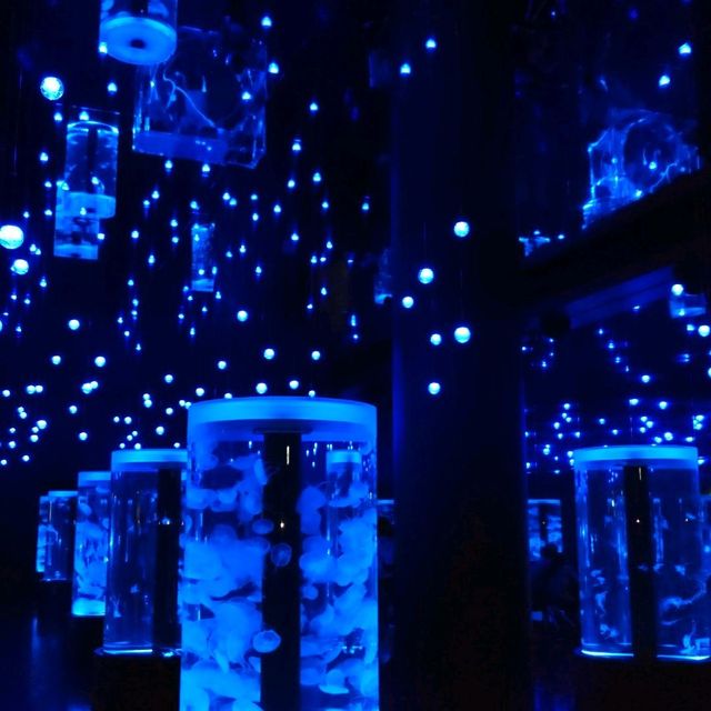 🌙✨夜もやってる水族館🐠