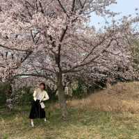 🌸 영암 벚꽃 명소 🌸