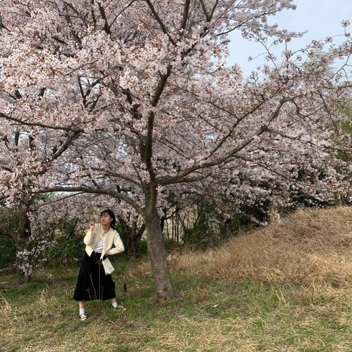 🌸 영암 벚꽃 명소 🌸