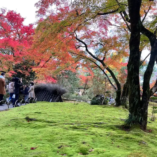 【京都】秋の特別拝観で美しい紅葉