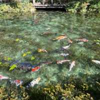 モネの池🐠