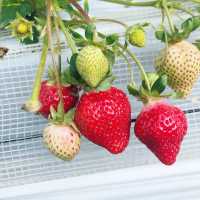 【いちご狩り】いろんな種類のいちご食べ放題！🍓🍓