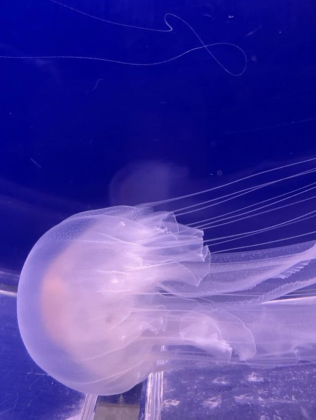 Underwater World - Langkawi, Malaysia 