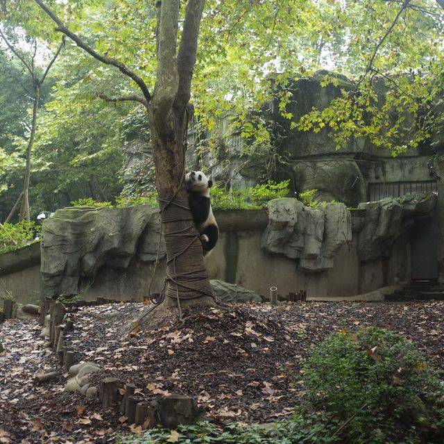 Cuteness load; giant panda sanctuary 