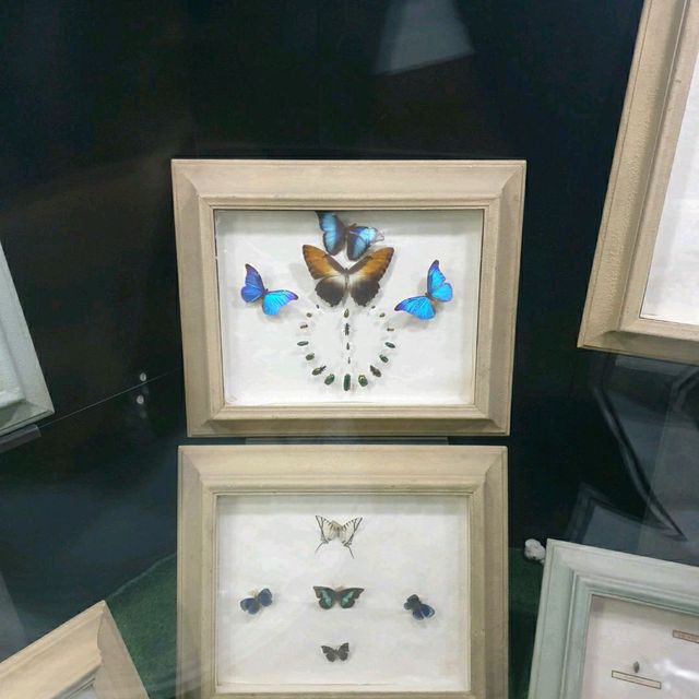 Wow The animal museum