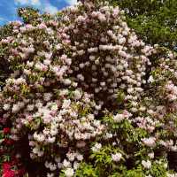 Enjoy the rhododendron forest in Langley