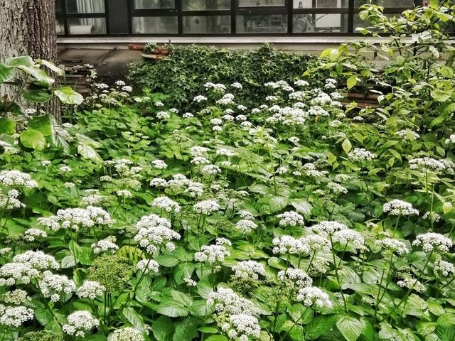 The beautiful Gardens if Brera in the heart of Milan