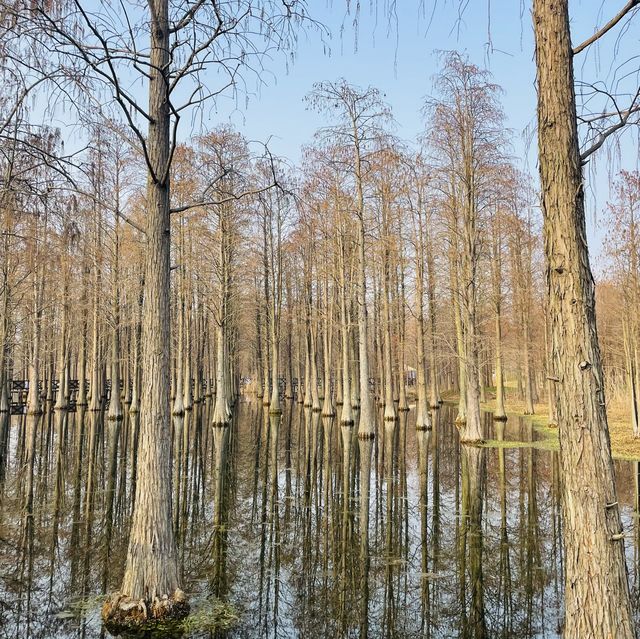 Water Forest, Qingpu🌲🌿