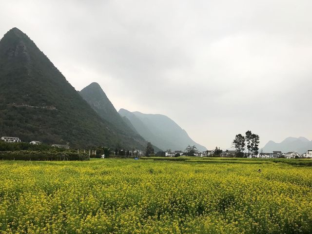 기이한 봉우리들과 유채꽃의 향연, 만봉림(万峰林)