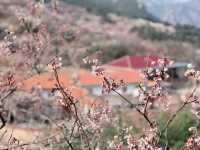 엄청난 규모의 벛꽃과 산중마을의 조화, 북구수(北九水)