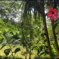 Tropical Botanical Garden 🪴- Xishuangbanna 