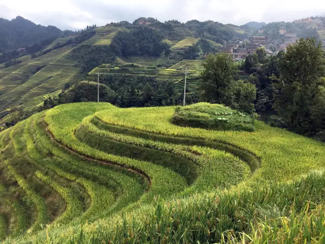 Longji Rice terraces 🌾 THE BEST in China