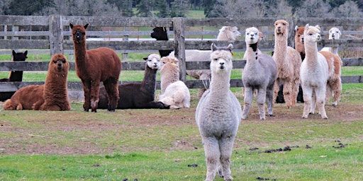 "Alpaca-Cize Your Zen: A Mother's Day Yoga Event That's Fur Real Fun! | 9980 Wise Road, Auburn, CA, USA
