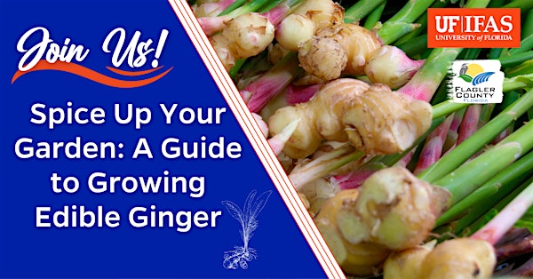 Spice Up Your Garden: A Guide to Growing Edible Ginger | UF/IFAS Flagler County Extension