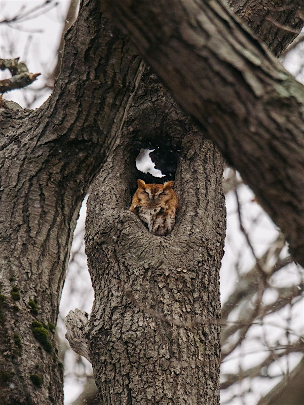 Build Your Own Screech Owl Box | UF/IFAS Extension Sarasota County